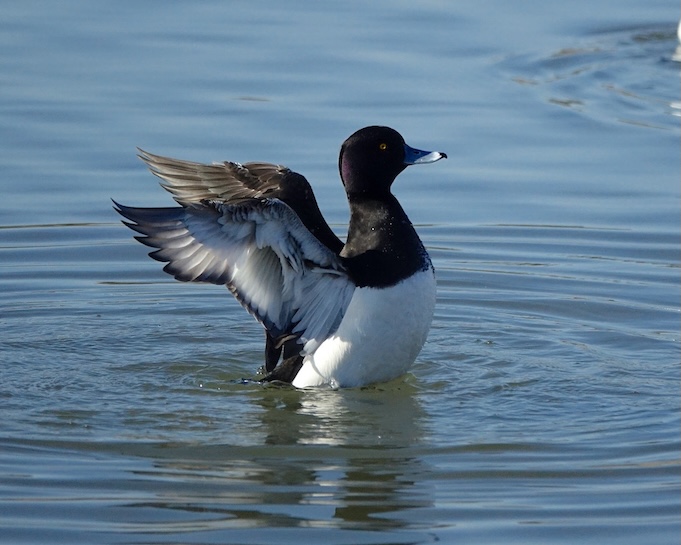 tufted duck